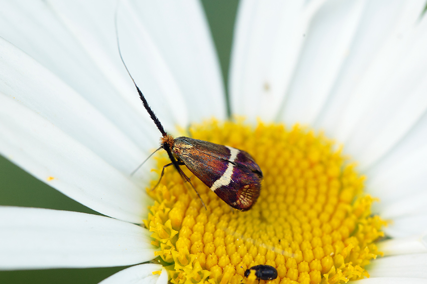 ID Adelidae - Adela australis